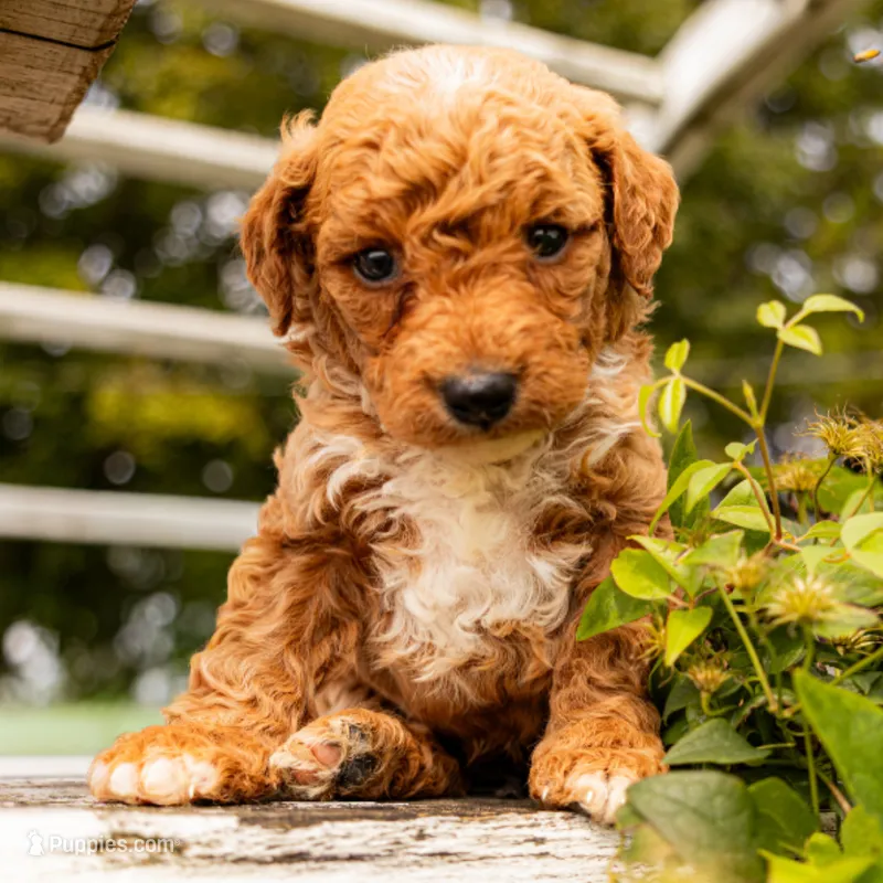 Orwell – Miniature Goldendoodle puppy for sale in New Haven, IN