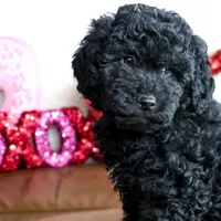 ASTRO, a male Miniature Goldendoodle for sale in New Haven, IN – Photo 2 of 4