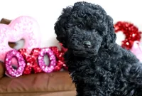 ASTRO, a male Miniature Goldendoodle for sale in New Haven, IN – Photo 2 of 4