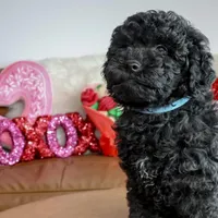 ASTRO, a male Miniature Goldendoodle for sale in New Haven, IN – Photo 4 of 4
