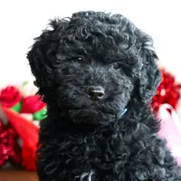 ASTRO, a male Miniature Goldendoodle for sale in New Haven, IN – Photo 3 of 4