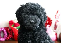 ASTRO, a male Miniature Goldendoodle for sale in New Haven, IN – Photo 3 of 4