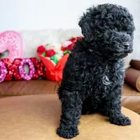 ASTRO, a male Miniature Goldendoodle for sale in New Haven, IN – Photo 1 of 4