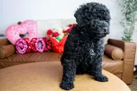 ASTRO, a male Miniature Goldendoodle for sale in New Haven, IN – Photo 1 of 4