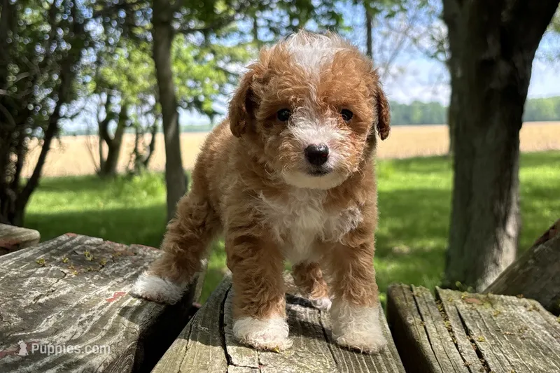 Brooke – Miniature Goldendoodle puppy for sale in New Haven, IN