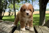 Brooke, a female Miniature Goldendoodle for sale in New Haven, IN – 1 of 3
