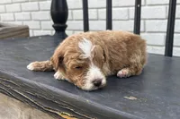 Daniel, a male Miniature Goldendoodle for sale in New Haven, IN – 1 of 3