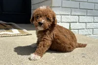 Peyton, a female Miniature Goldendoodle for sale in New Haven, IN – 2 of 3