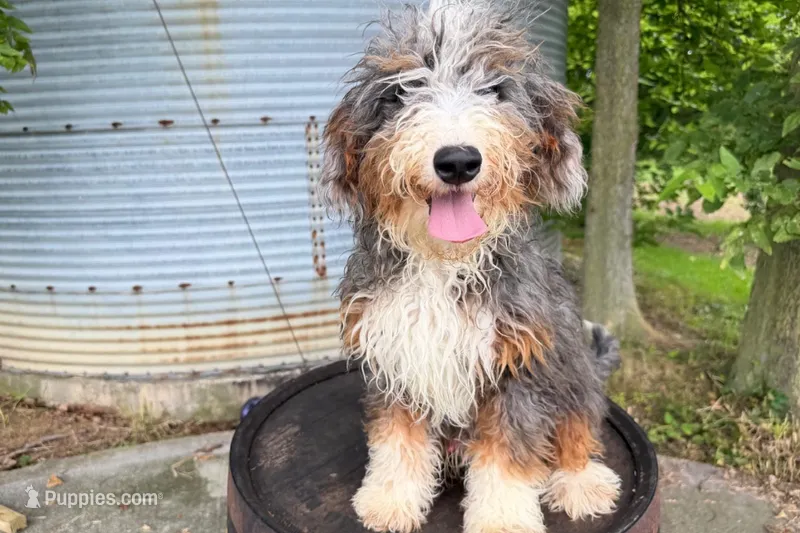 Dante – Miniature Bernedoodle puppy for sale in New Haven, IN
