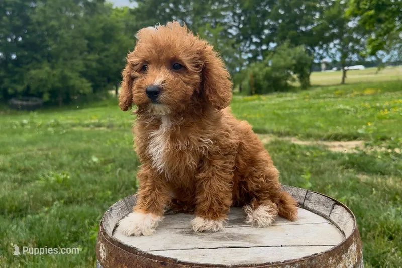 Peyton – Miniature Goldendoodle puppy for sale in New Haven, IN