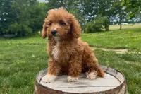 Peyton, a female Miniature Goldendoodle for sale in New Haven, IN – 1 of 6