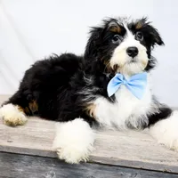 ROCKY, a male Miniature Bernedoodle for sale in New Haven, IN – Photo 2 of 3