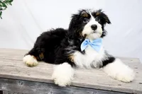 ROCKY, a male Miniature Bernedoodle for sale in New Haven, IN – Photo 2 of 3
