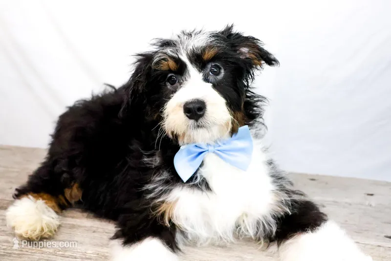 ROCKY, a male Miniature Bernedoodle for sale in New Haven, IN – Photo 1 of 3