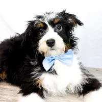 ROCKY, a male Miniature Bernedoodle for sale in New Haven, IN – Photo 1 of 3