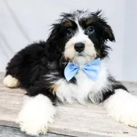 ROCKY, a male Miniature Bernedoodle for sale in New Haven, IN – Photo 3 of 3