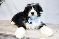 ROCKY, a male Miniature Bernedoodle for sale in New Haven, IN – Photo 3 of 3