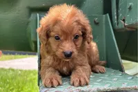 Nathan, a female Miniature Goldendoodle for sale in New Haven, IN – 3 of 3