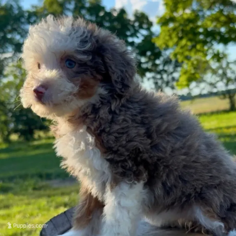 Havana – Miniature Bernedoodle puppy for sale in New Haven, IN