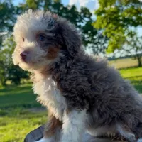 Havana, a female Miniature Bernedoodle for sale in New Haven, IN – 1 of 1