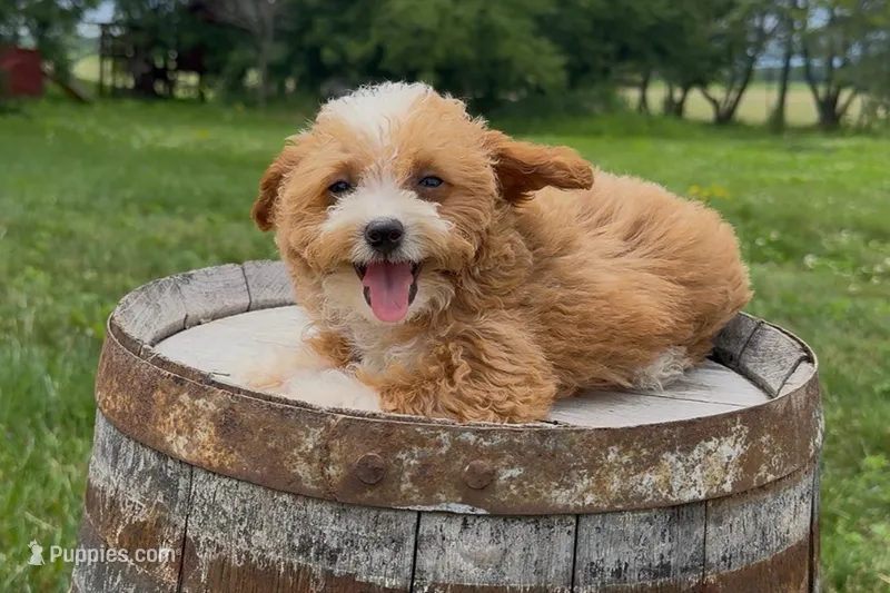 Brooke – Miniature Goldendoodle puppy for sale in New Haven, IN