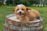 Brooke, a female Miniature Goldendoodle for sale in New Haven, IN – 1 of 6
