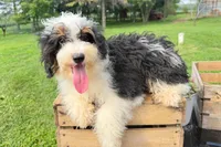 Nacho, a male Miniature Bernedoodle for sale in New Haven, IN – 3 of 3