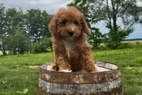 Peyton, a female Miniature Goldendoodle for sale in New Haven, IN – 2 of 6