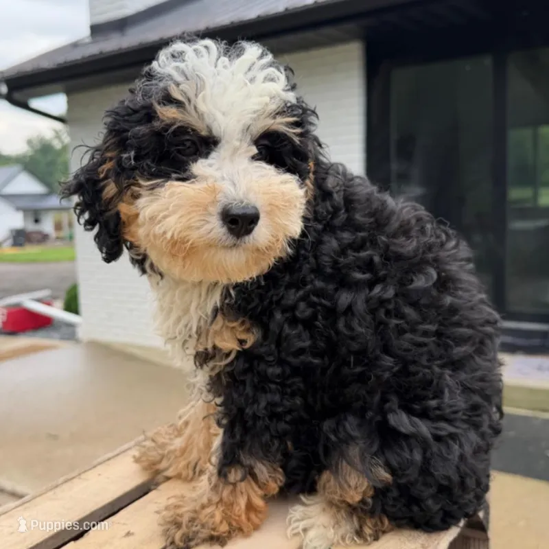 Topaz – Miniature Bernedoodle puppy for sale in New Haven, IN