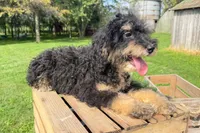 Bacon, a male Miniature Bernedoodle for sale in New Haven, IN – 1 of 3