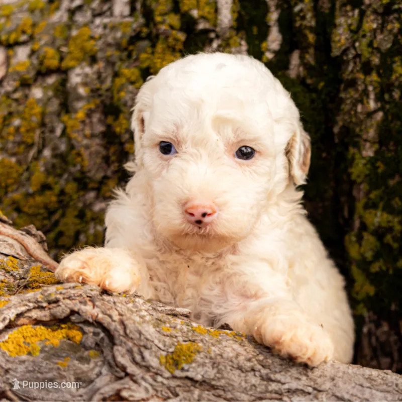 Hemingway – Miniature Goldendoodle puppy for sale in New Haven, IN