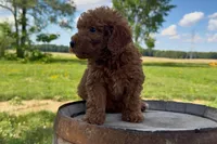 Kenny, a male Miniature Goldendoodle for sale in New Haven, IN – 2 of 6