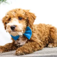 COWBOY, a male Miniature Goldendoodle for sale in New Haven, IN – Photo 4 of 4