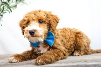 COWBOY, a male Miniature Goldendoodle for sale in New Haven, IN – Photo 4 of 4