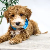COWBOY, a male Miniature Goldendoodle for sale in New Haven, IN – Photo 2 of 4