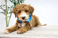 COWBOY, a male Miniature Goldendoodle for sale in New Haven, IN – Photo 2 of 4