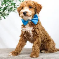 COWBOY, a male Miniature Goldendoodle for sale in New Haven, IN – Photo 1 of 4