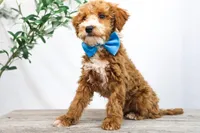 COWBOY, a male Miniature Goldendoodle for sale in New Haven, IN – Photo 1 of 4