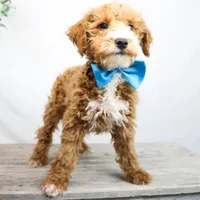 COWBOY, a male Miniature Goldendoodle for sale in New Haven, IN – Photo 3 of 4