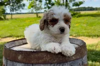 Lina, a female Miniature Goldendoodle for sale in New Haven, IN – 2 of 6