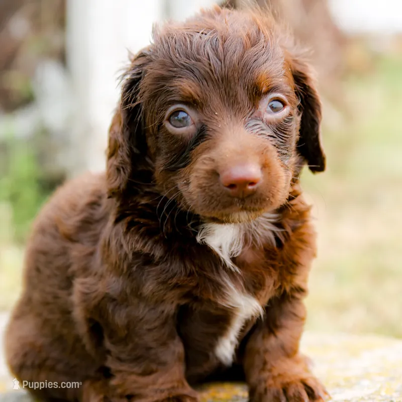 Lindt – Miniature Goldendoodle puppy for sale in New Haven, IN