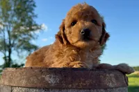 Parmesan, a male Miniature Goldendoodle for sale in New Haven, IN – 3 of 3