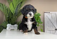 Victoria, a female Miniature Bernedoodle for sale in New Haven, IN – Photo 1 of 5