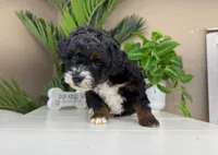 Victoria, a female Miniature Bernedoodle for sale in New Haven, IN – Photo 2 of 5