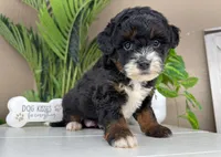 Victoria, a female Miniature Bernedoodle for sale in New Haven, IN – Photo 3 of 5
