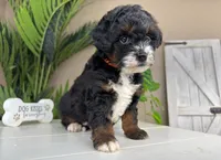 Victoria, a female Miniature Bernedoodle for sale in New Haven, IN – Photo 5 of 5