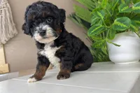 Victoria, a female Miniature Bernedoodle for sale in New Haven, IN – Photo 4 of 5