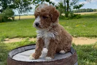 Daniel, a male Miniature Goldendoodle for sale in New Haven, IN – 2 of 6