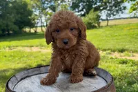 Kenny, a male Miniature Goldendoodle for sale in New Haven, IN – 3 of 6