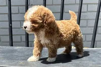 Keith, a male Miniature Goldendoodle for sale in New Haven, IN – 2 of 3